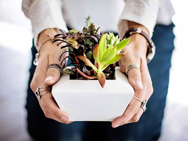 Use of indoor plants to improve indoor air quality